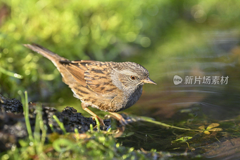 夏枯草(Prunella modularis)